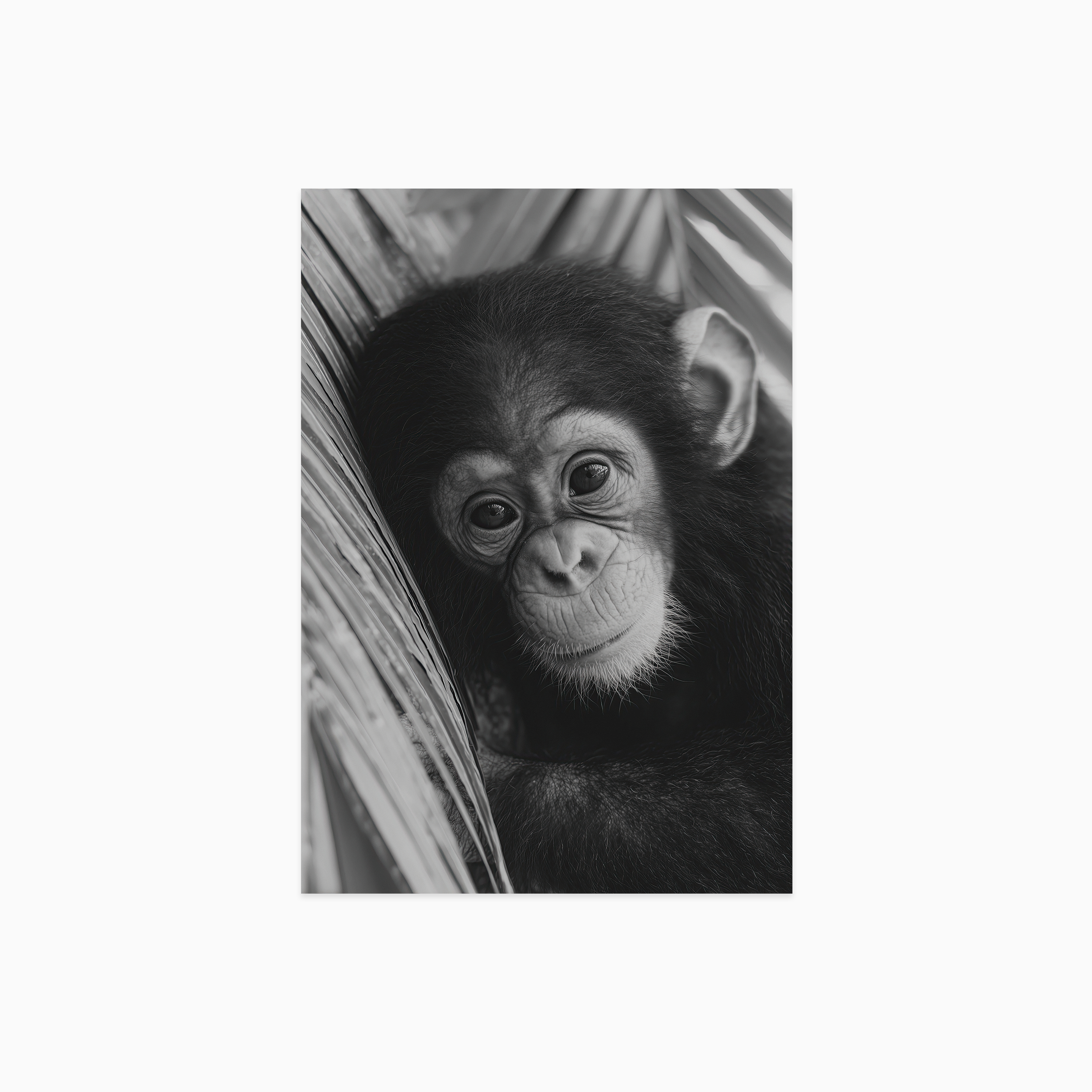 Young Chimpanzee Poster