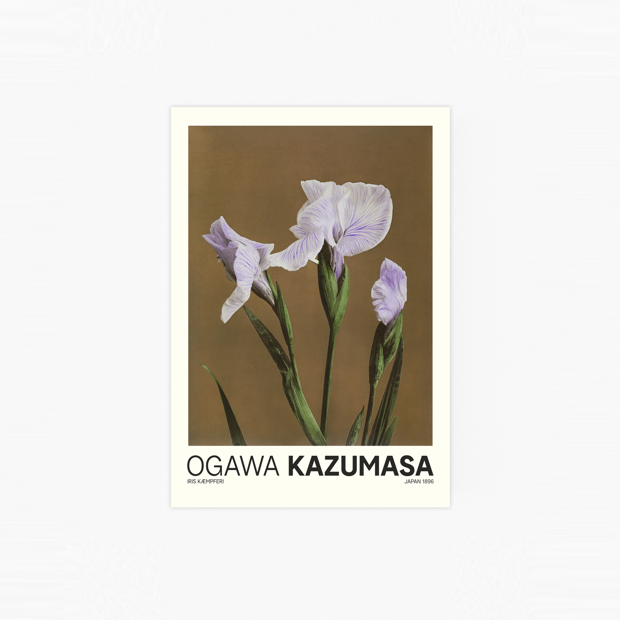 Iris Kæmpferi Poster
