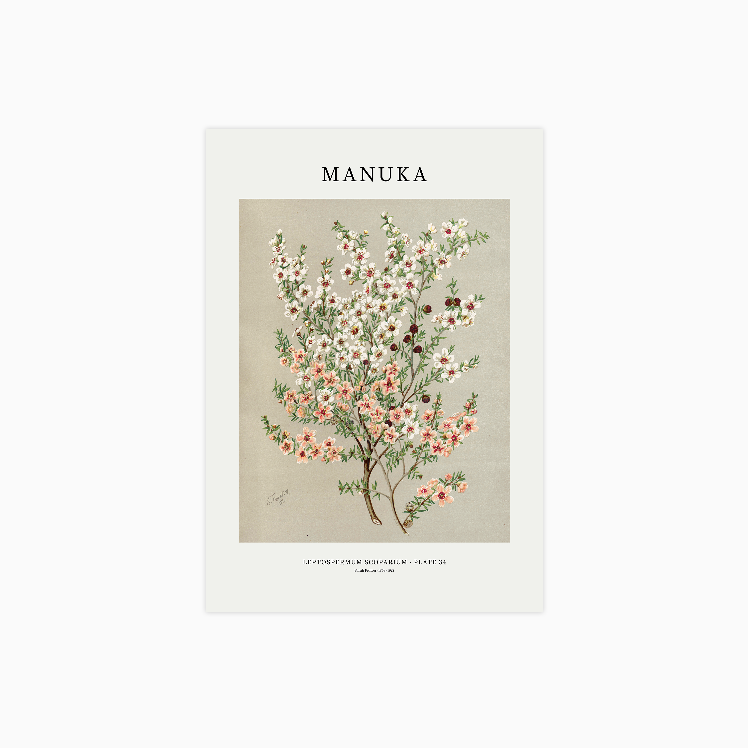 Manuka Poster