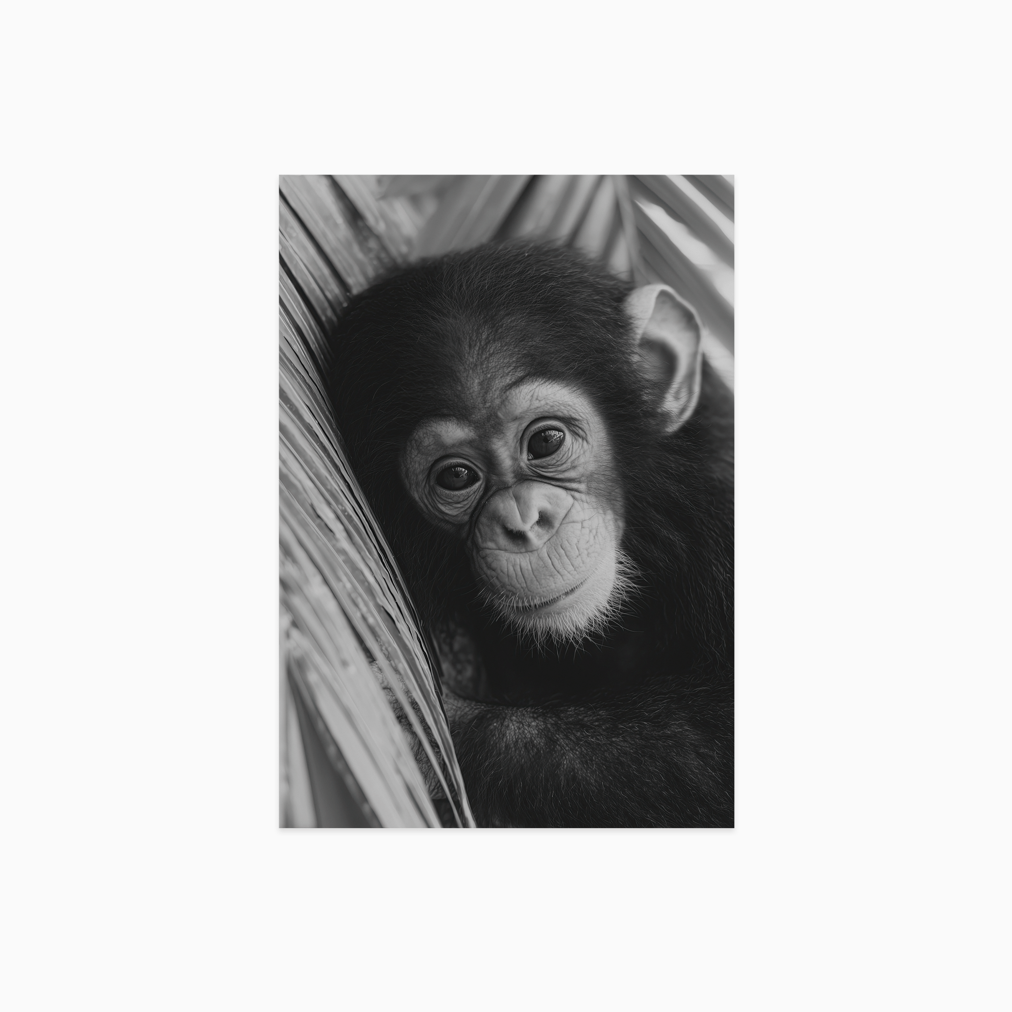 Young Chimpanzee Poster