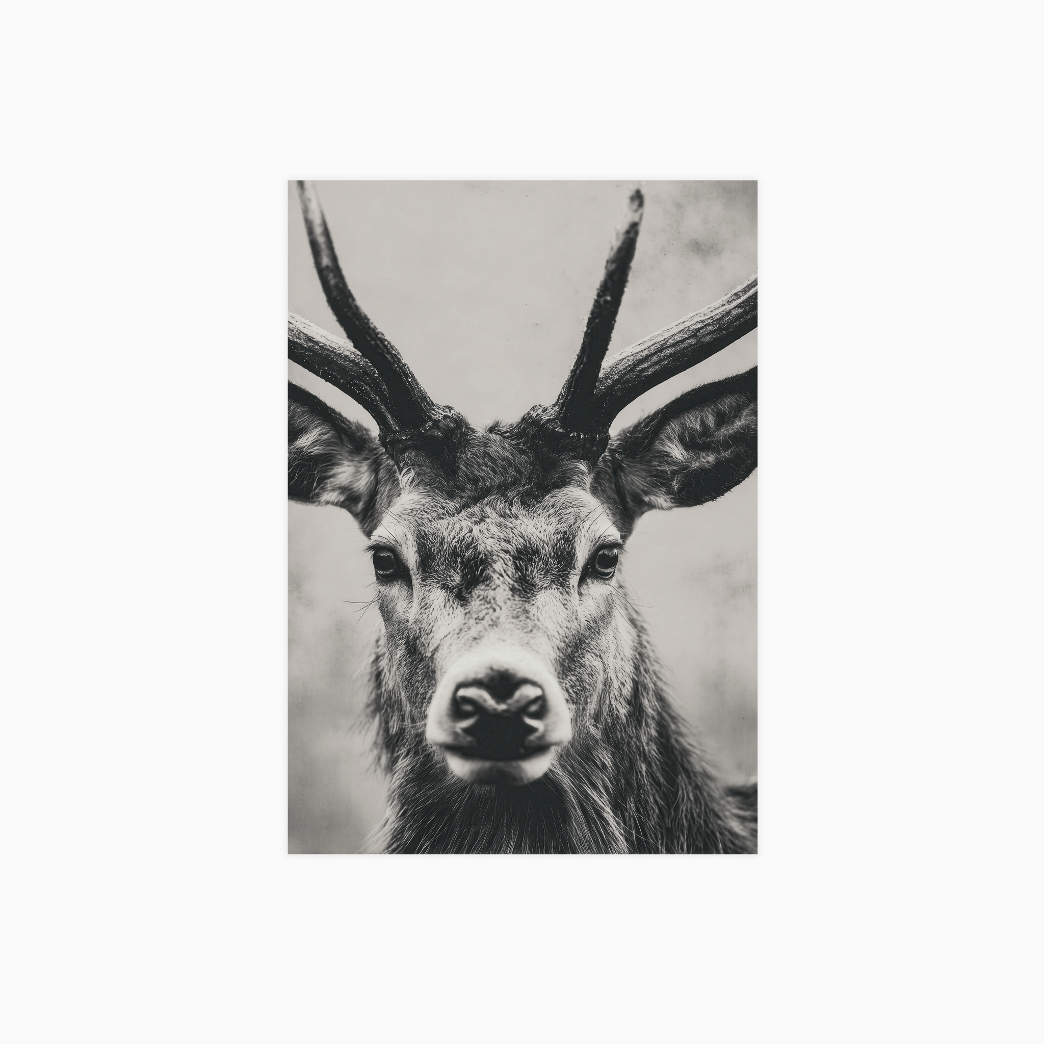 Silent Majesty Poster